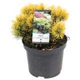 IGLAVEC ZLATO RUŠEVJE