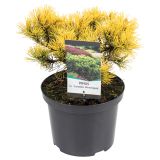 IGLAVEC ZLATO RUŠEVJE