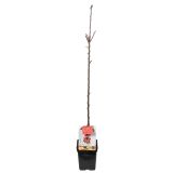 SADNO DREVO JABLANA REDCATS