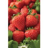 JAGODA DOBRO & ZDRAVO CUPIDO L10.5