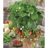 JAGODA DOBRO & ZDRAVO CUPIDO L10.5