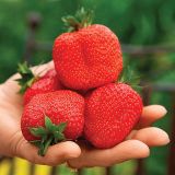 JAGODA DOBRO & ZDRAVO GIGANTSKA L10.5