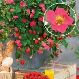 JAGODA VOLMARY ELAN L11 MESEČNA JAGODA FRAGARIA ANANASSA