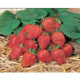 JAGODA VOLMARY ELAN L11 MESEČNA JAGODA FRAGARIA ANANASSA