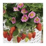 JAGODA VOLMARY FRAGARIA X ANANASSA GASANA L13