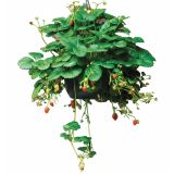 JAGODA VOLMARY OBEŠANKA 27 CM ELAN F1