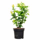 JAGODIČEVJE AMERIŠKA BOROVNICA BLUECROP