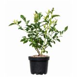 JAGODIČEVJE AMERIŠKA BOROVNICA DARROW