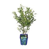 JAGODIČEVJE AMERIŠKA BOROVNICA HORTBLUE PETITE