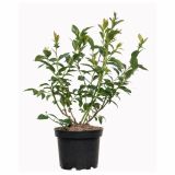 JAGODIČEVJE AMERIŠKA BOROVNICA PATRIOT