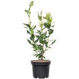 JAGODIČEVJE BIO AMERIŠKA BOROVNICA GOLDTRAUBE