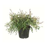 JAGODIČEVJE BIO AMERIŠKA BRUSNICA RED STAR