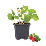 JAGODIČEVJE BIO JAGODA VIMA ZANTA