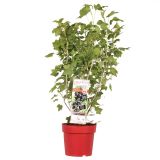 JAGODIČEVJE ČRNI RIBEZ