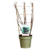 JAGODIČEVJE ČRNI RIBEZ