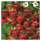 JAGODA DOBRO & ZDRAVO L12