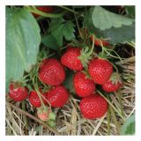 JAGODA DOBRO & ZDRAVO L10.5