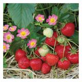 JAGODA DOBRO & ZDRAVO L12