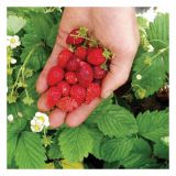 JAGODA DOBRO & ZDRAVO L10.5