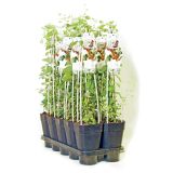 JAGODIČEVJE GOJI JAGODA