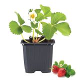 JAGODIČEVJE JAGODA KORONA