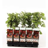 JAGODIČEVJE JAPONSKA MALINA