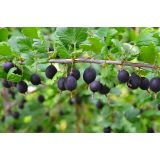 JAGODIČEVJE JOST RIBES NIDIGROLARIA 2L