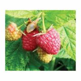 MALINA RUBUS IDAEUS 2L L11X11