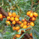 JAGODIČEVJE RAKITOVEC