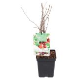 JAGODIČEVJE RDEČA KOSMULJA