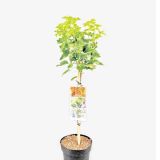 JAGODIČEVJE RDEČI RIBEZ