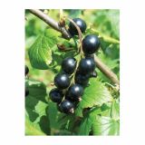 RIBEZ RIBEZ-ČRNI RIBES NIGRUM 2L L11X11