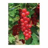 RIBEZ RIBEZ-RDEČI RIBES RUBRUM 2L L11X11