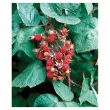 JAGODIČEVJE RUBUS PHOENICOLASIUS 2L 60-100