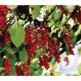 JAGODIČEVJE SHISANDRA