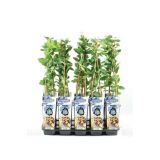 JAGODIČEVJE SIBIRSKA BOROVNICA