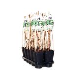 JAGODIČEVJE SIBIRSKA BOROVNICA