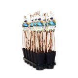 JAGODIČEVJE SIBIRSKA BOROVNICA