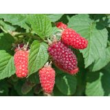 JAGODIČEVJE TAYBERRY 2L RUBUS SP.