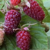 JAGODIČEVJE TAYBERRY L2 L