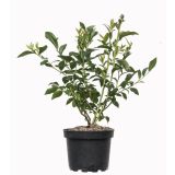 JAGODIČEVJE VACCINIUM CORYMBOSUM REKA AMERIŠKA BOROVNICA