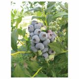 AMERIŠKA BOROVNICA VOLMARY AROMATIČNA