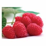 JAGODIČEVJE VOLMARY AROMATIČNA POLETNA MALINA