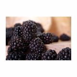 ROBIDA VOLMARY AROMATIČNA L17