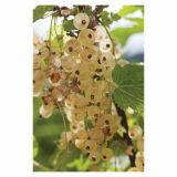 RIBEZ VOLMARY BELI L17