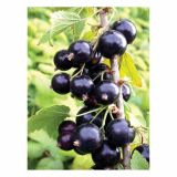 RIBEZ VOLMARY ČRNI L17