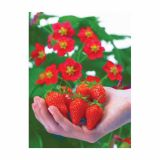 JAGODA VOLMARY MONTALNA L13