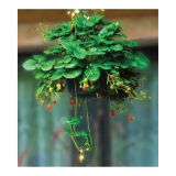 JAGODA VOLMARY OBEŠANKA 27 CM ELAN F1