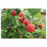 MALINA VOLMARY KOMPAKTNA LONČNA L17