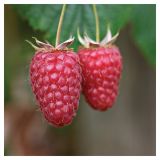 MALINA VOLMARY LOGANBEERE MALINA X ROBIDA L17